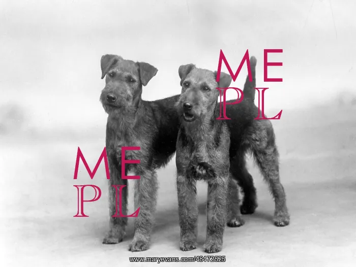 : FALL / WELSH TERRIER / 1937 : FALL / WELSH TERRIER / 1937