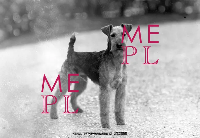 : FALL / WELSH TERRIER / 1946