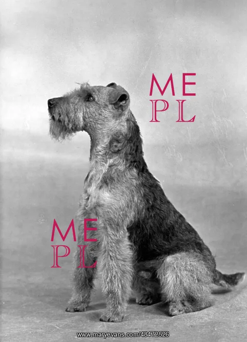  : FALL / WELSH TERRIER / 1949