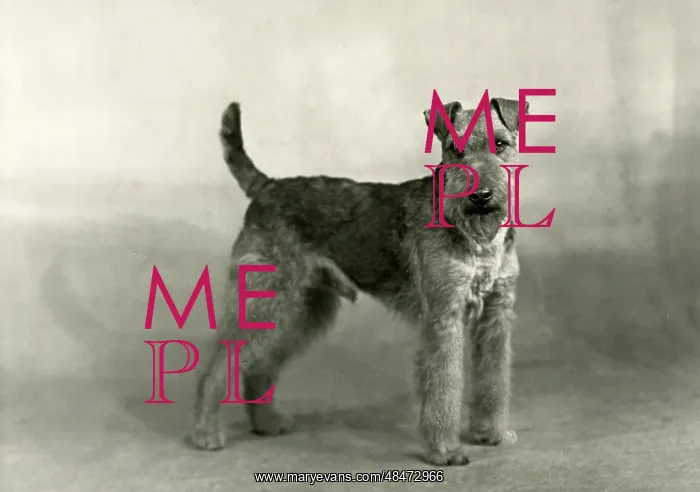  : FALL / WELSH TERRIER / 1949