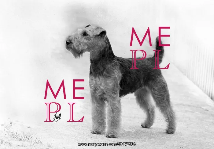  : FALL / WELSH TERRIER / 1952