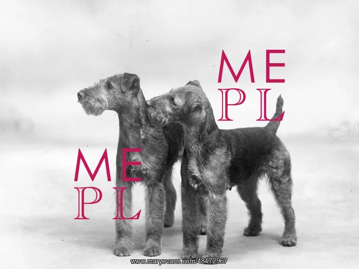 : FALL / WELSH TERRIERS / 1937 : FALL / WELSH TERRIERS / 1937