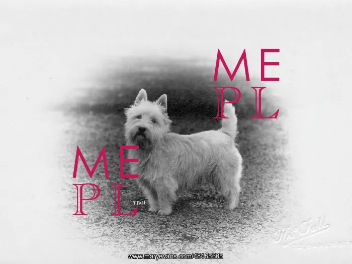  : FALL / WESTIE / 1920