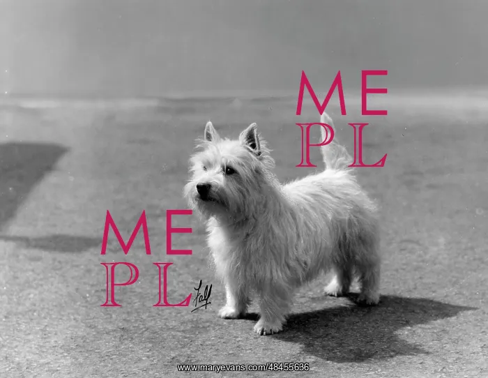  : FALL / WESTIE / 1931