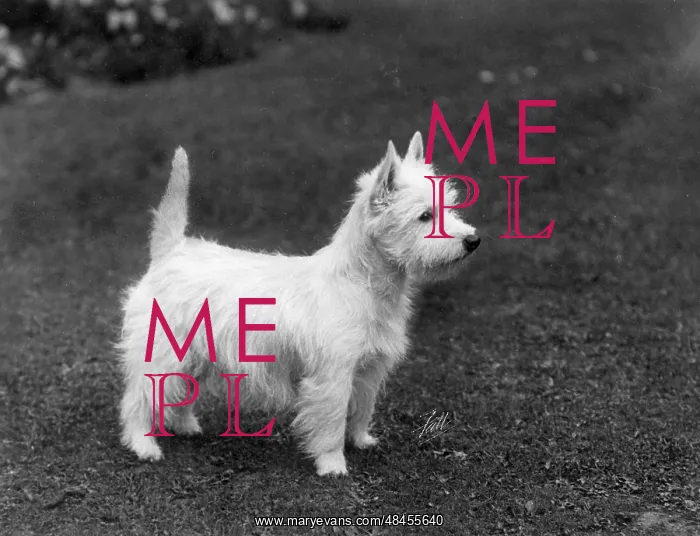  : FALL / WESTIE / 1933