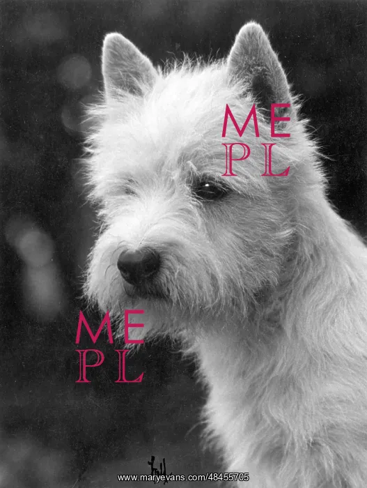 : FALL / WESTIE / 1933