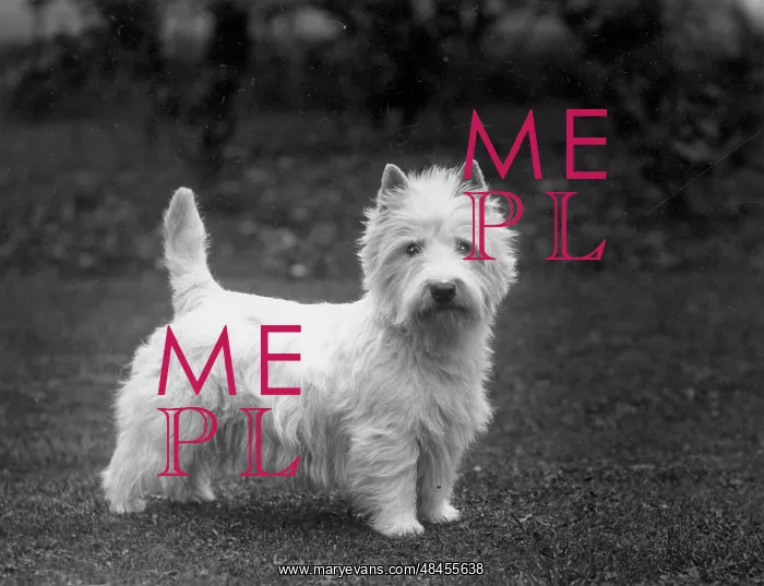  : FALL / WESTIE / 1936