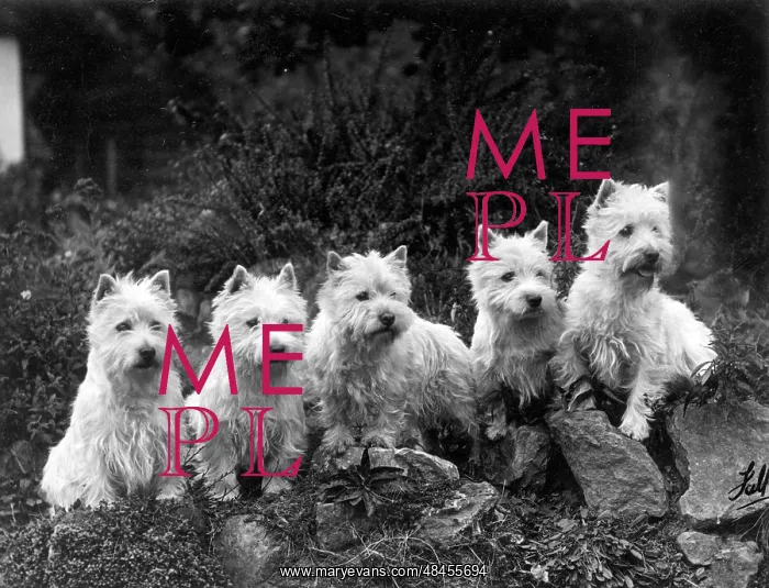  : FALL / WESTIE / 1936