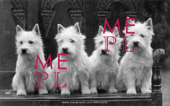 : FALL / WESTIE / 1936 : FALL / WESTIE / 1936