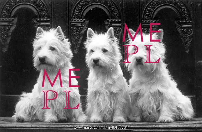 : FALL / WESTIE / 1936 : FALL / WESTIE / 1936