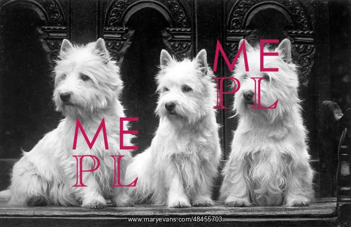 : FALL / WESTIE / 1936 : FALL / WESTIE / 1936