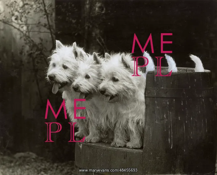 : FALL / WESTIE / 1937 : FALL / WESTIE / 1937