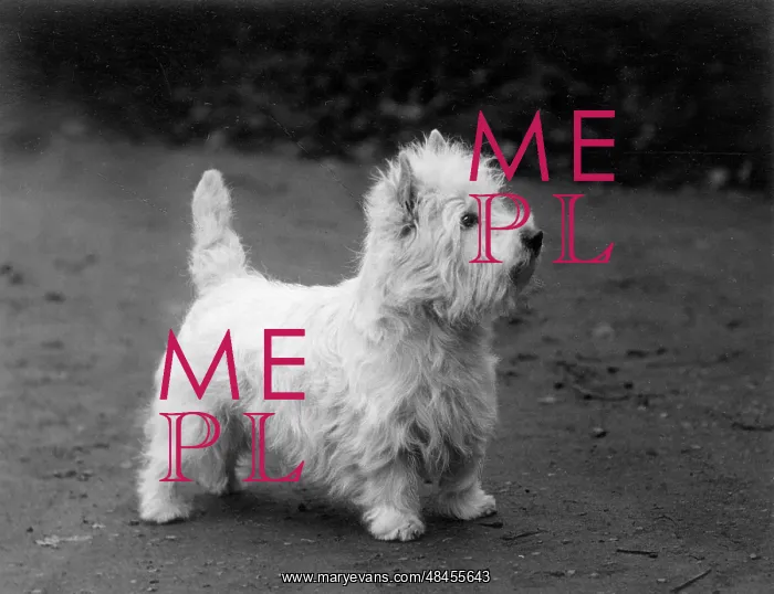  : FALL / WESTIE / 1938