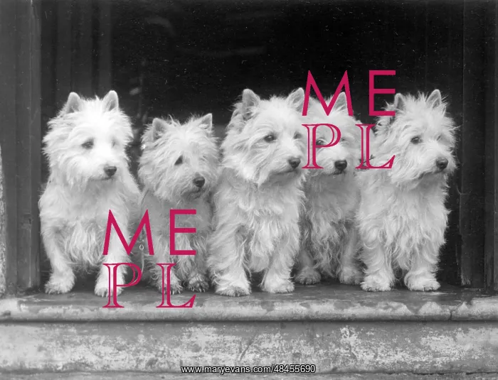  : FALL / WESTIE / 1938
