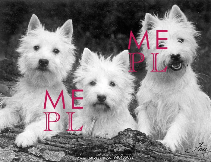 : FALL / WESTIE / 1938 : FALL / WESTIE / 1938
