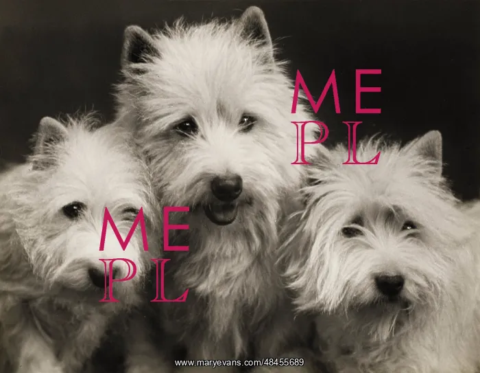  : Fall - Westie - 1939