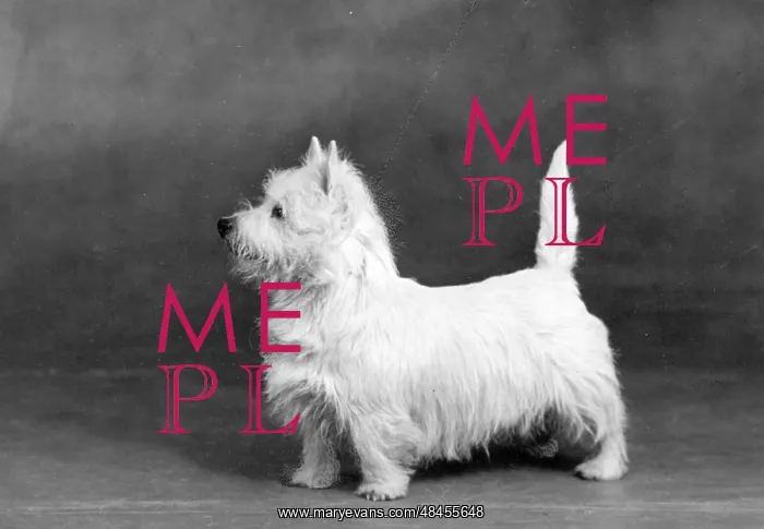  : FALL / WESTIE / 1945