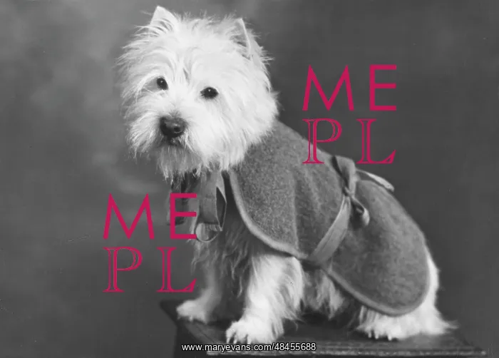  : FALL / WESTIE / 1947