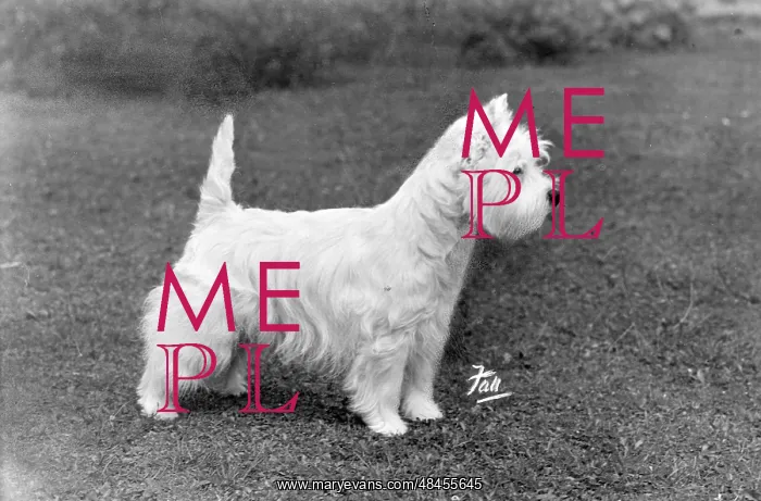  : FALL / WESTIE / 1950