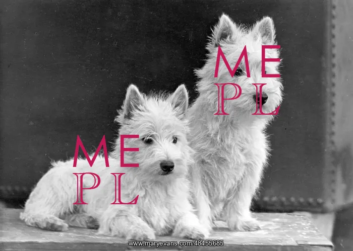 : FALL / WESTIE / 1950 : FALL / WESTIE / 1950