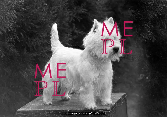  : FALL / WESTIE / 1952