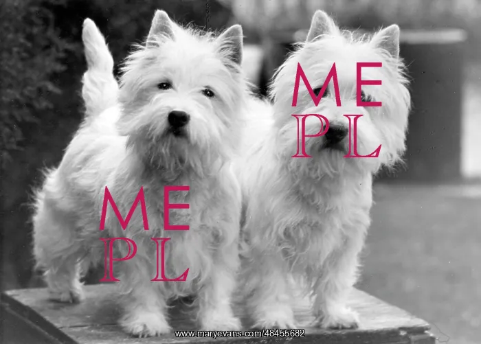 : FALL / WESTIE / 1952 : FALL / WESTIE / 1952