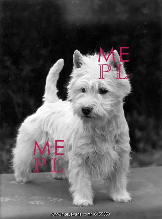  : FALL / WESTIE / 1954