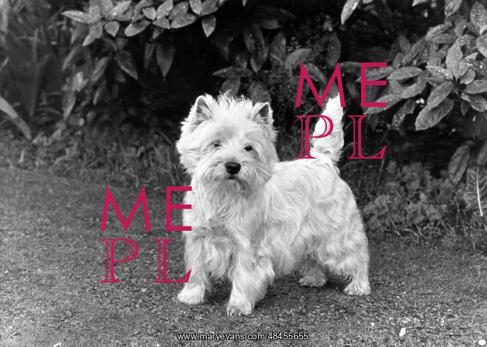  : FALL / WESTIE / 1955