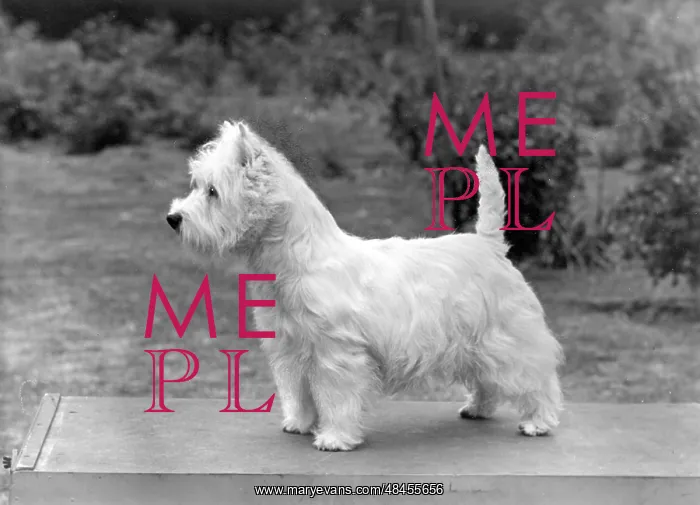  : FALL / WESTIE / 1956