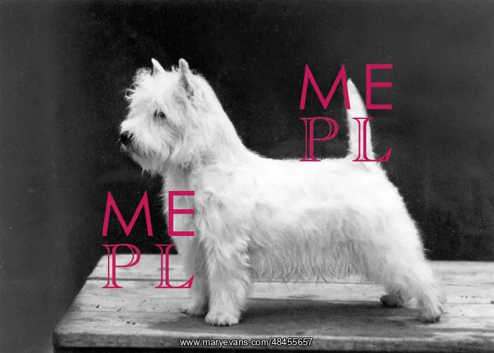  : FALL / WESTIE / 1962