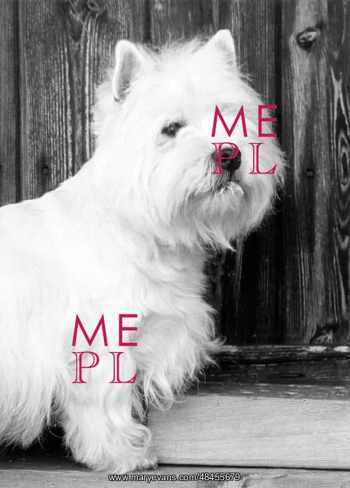 : FALL / WESTIE / 1962 : FALL / WESTIE / 1962