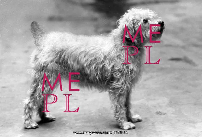  : FALL / WHEATEN TERRIER / 59