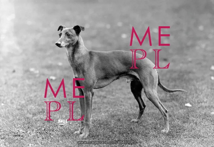  : FALL / WHIPPET / 1931