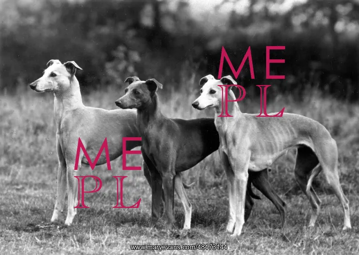 : FALL / WHIPPET / 1943 : FALL / WHIPPET / 1943