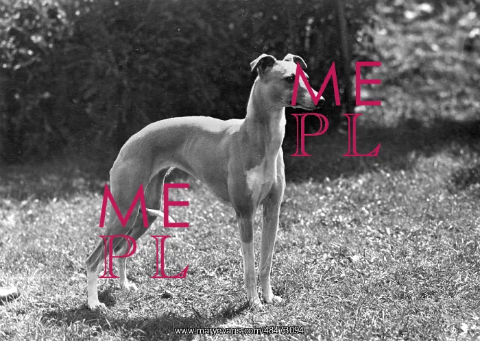  : FALL / WHIPPET / 1948