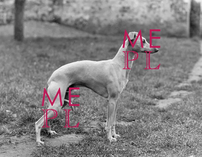  : FALL / WHIPPET / 1954