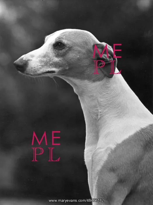  : FALL / WHIPPET / 1954