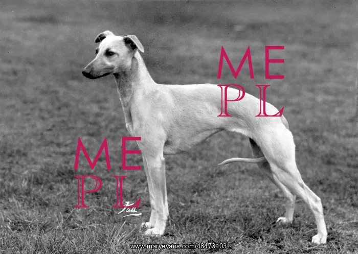  : FALL / WHIPPET / 1960