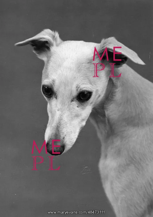  : FALL / WHIPPET / 1960
