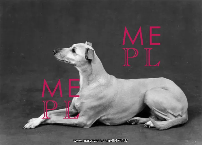 : FALL / WHIPPET / 1962 : FALL / WHIPPET / 1962