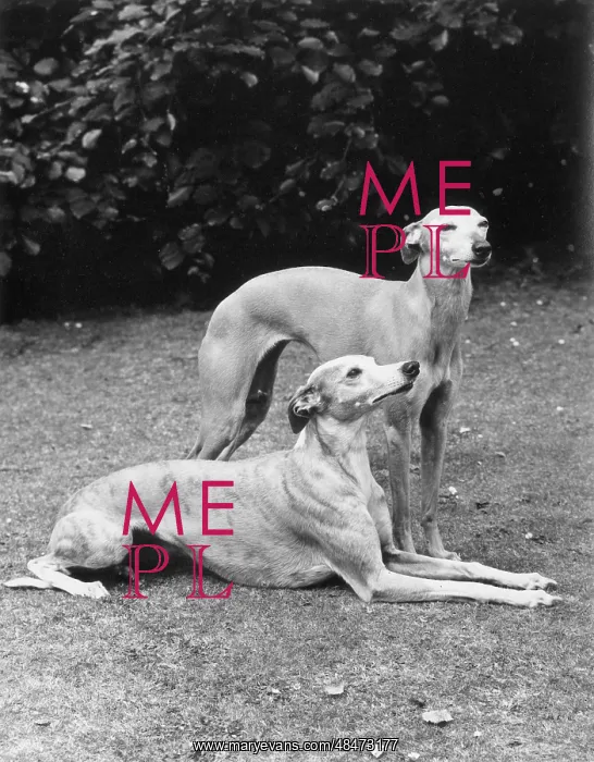 : FALL / WHIPPET / 1970 : FALL / WHIPPET / 1970