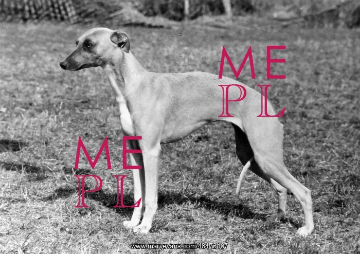  : FALL / WHIPPET / 1976