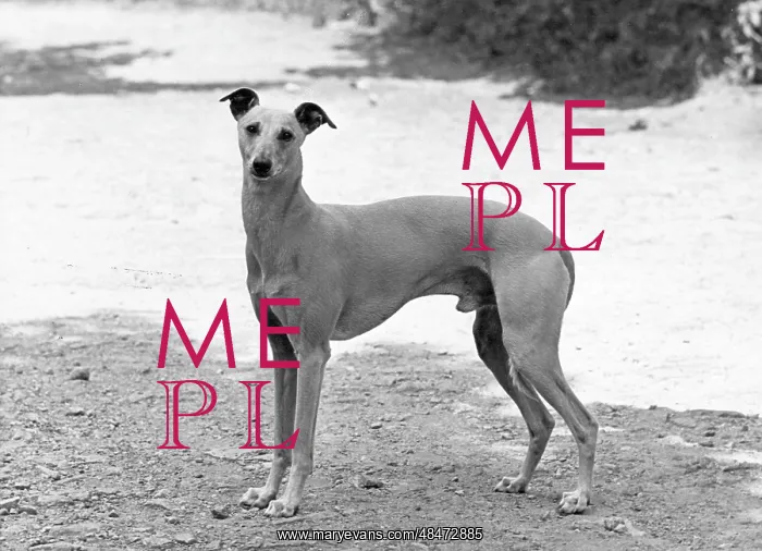  : FALL / WHIPPET / SHERRIFF