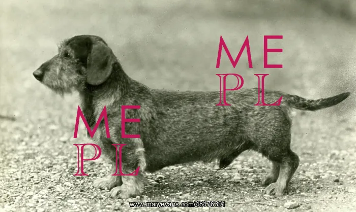  : FALL / WIRE DACHSHUND / 1946
