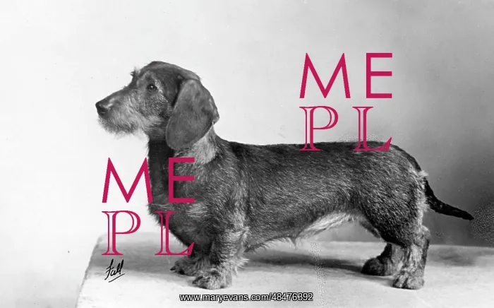 : FALL / WIRE DACHSHUND / 1951 : FALL / WIRE DACHSHUND / 1951
