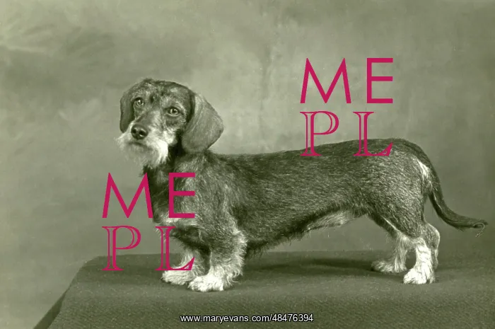  : FALL / WIRE DACHSHUND / 1953