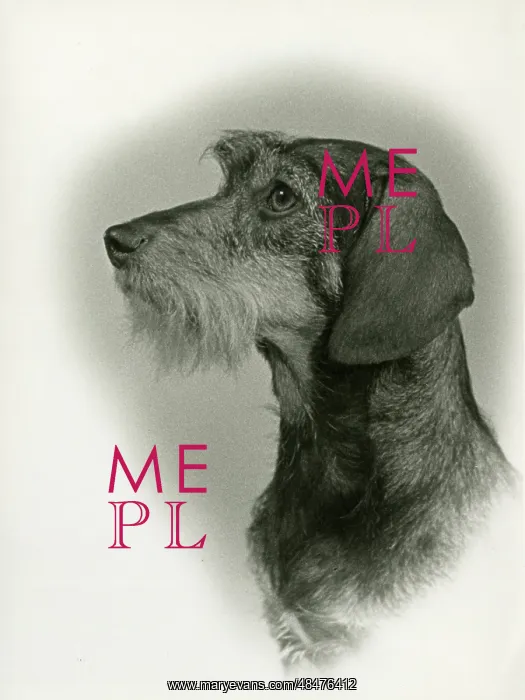 : FALL / WIRE DACHSHUND / 1953 : FALL / WIRE DACHSHUND / 1953