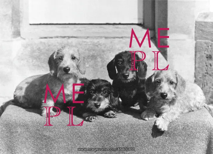 : FALL / WIRE DACHSHUND / 1969 : FALL / WIRE DACHSHUND / 1969