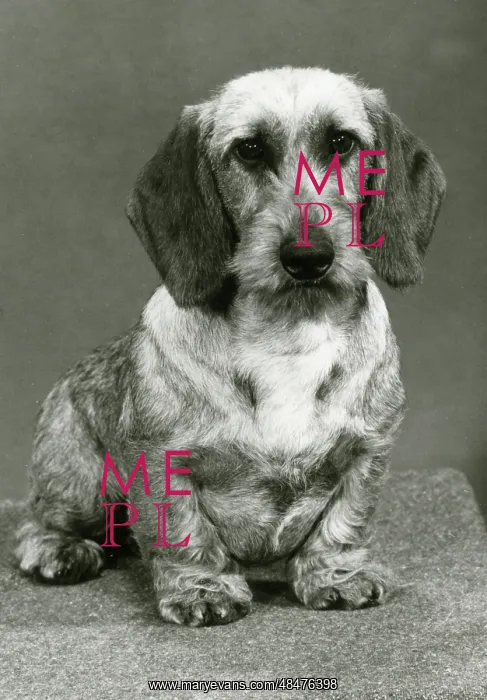  : FALL / WIRE DACHSHUND / 1980
