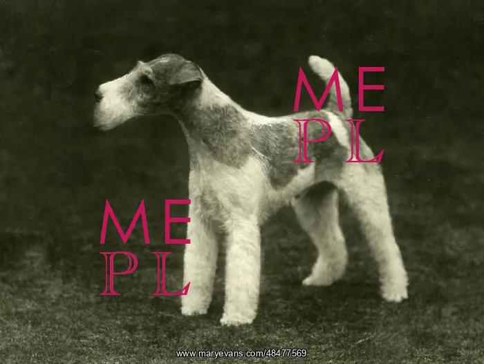 : FALL / WIRE FOX TERRIER / 35 : FALL / WIRE FOX TERRIER / 35